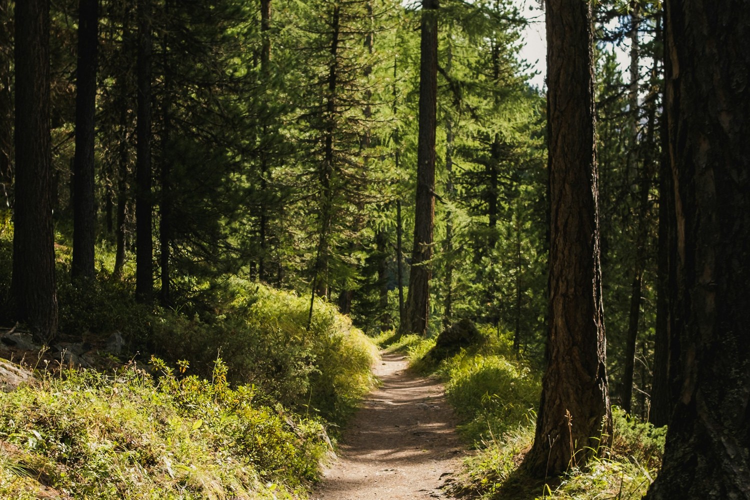 A walking path winding between sunlit woodland trees
