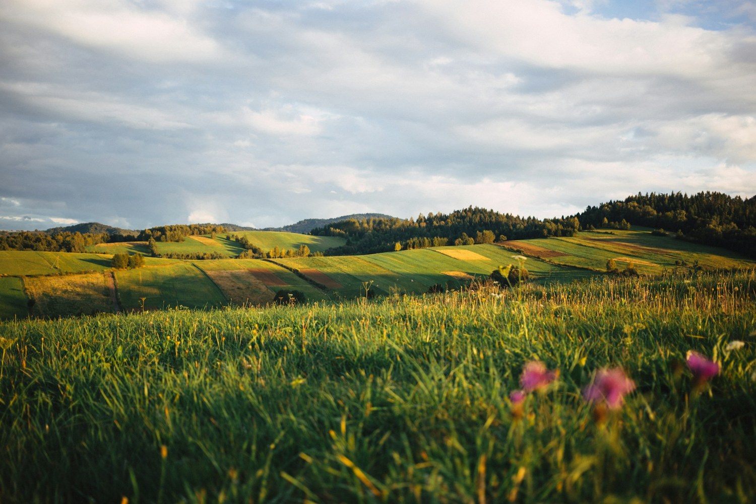 Rolling green countryside beneath an open sky